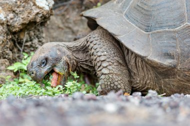 Dünyanın en büyük kaplumbağası. Galapagos dev kaplumbağası, Chelonoidis niger. Galapagos Adaları. Santa Cruz Adası. 