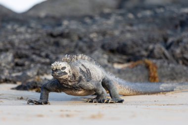 Galapagos deniz iguanası. Adalardaki endemitlerden biri. Canavar gibi görünüyor. Isabela Adası