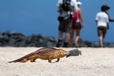 yellow galapagos land iguana on Saymour island.  clipart