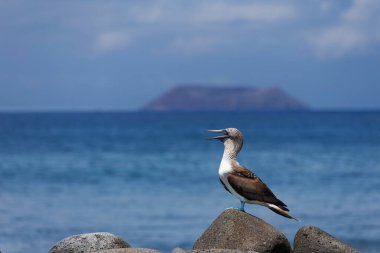 Galapagos 'un kuzey Seymour adasında mavi ayaklı sümsük kuşu