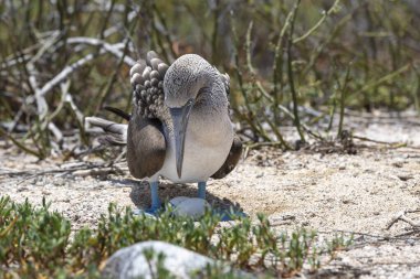 Galapagos 'un kuzey Seymour adasında mavi ayaklı sümsük kuşu