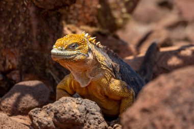 Sarı Galapagos iguanayı Saymour adasına indirdi. 