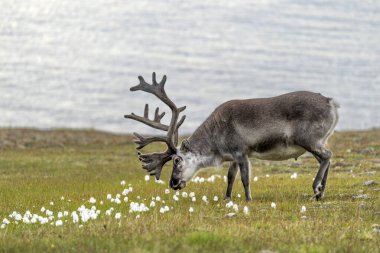 Tundrada svalbard ren geyiği, utangaç hayvan