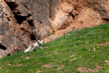 Kutup tilkisi avlamak, vahşi yaşam