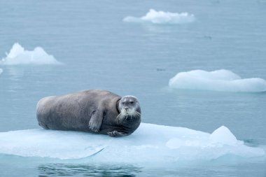 Svalbard 'ın etrafındaki Kuzey Okyanusu' ndaki buzdağında sakallı fok.
