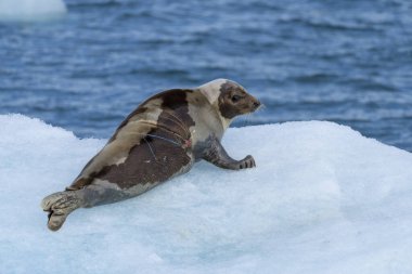 Svalbard 'ın etrafındaki Kuzey Okyanusu' ndaki buzdağının üzerindeki fok balığı.
