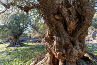 Hırvatistan 'ın en eski zeytin ağaçları. Bazıları 1000 yıldan daha yaşlı.