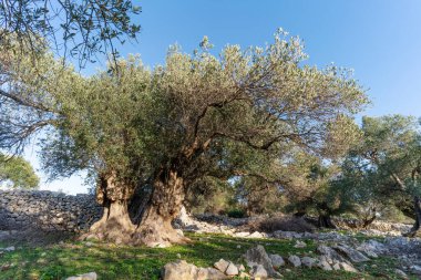 Hırvatistan 'ın en eski zeytin ağaçları. Bazıları 1000 yıldan daha yaşlı.