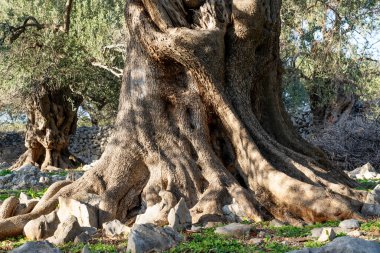 Hırvatistan 'ın en eski zeytin ağaçları. Bazıları 1000 yıldan daha yaşlı.