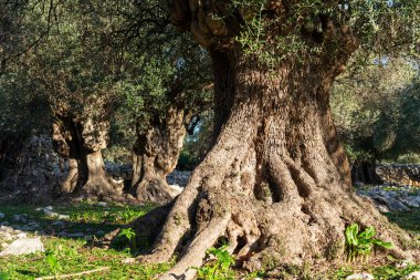 Hırvatistan 'ın en eski zeytin ağaçları. Bazıları 1000 yıldan daha yaşlı.