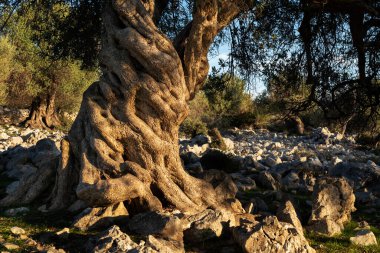 Hırvatistan 'ın en eski zeytin ağaçları. Bazıları 1000 yıldan daha yaşlı.