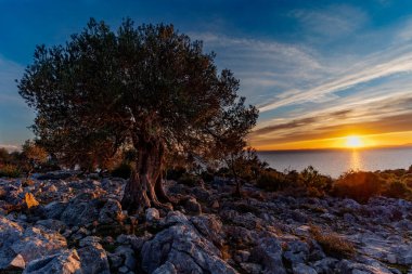 Hırvatistan 'ın en eski zeytin ağaçları. Bazıları 1000 yıldan daha yaşlı.