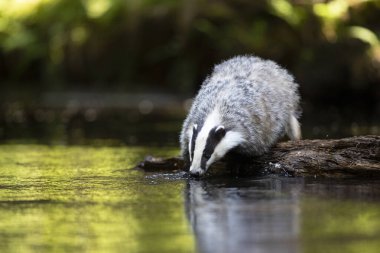 Ormanda porsuk. Vahşi hayvan. Avcı.