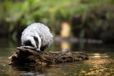 Ormanda porsuk. Vahşi hayvan. Avcı.