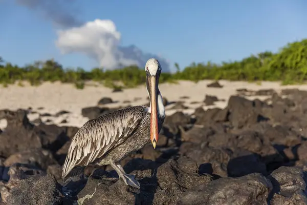 Коричневий Пелікан Пляжі Острова Сан Крістобаль Галапагос — стокове фото