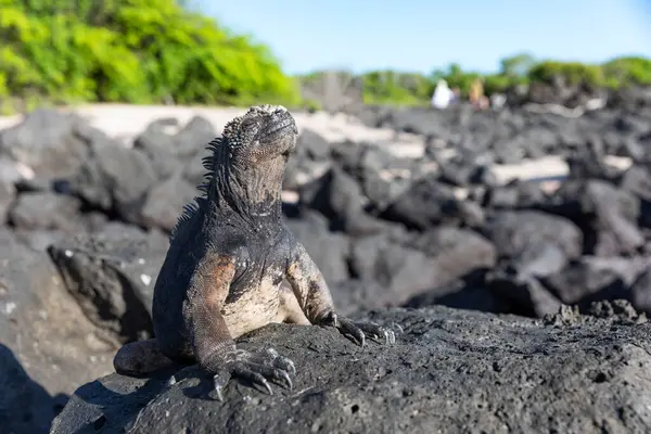 Iguana Marina Galápagos Uno Los Endemitos Las Islas Parece Monstruo —  Fotos de Stock