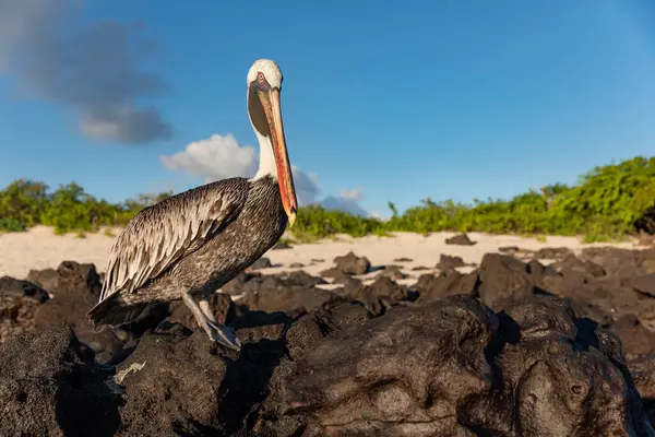 Коричневий Пелікан Пляжі Острова Сан Крістобаль Галапагос — стокове фото