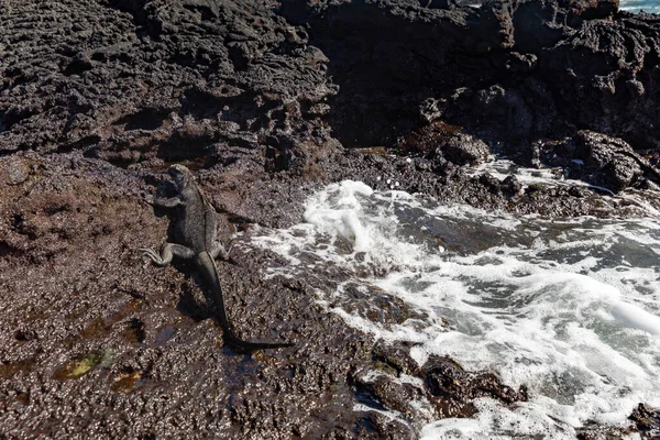 Galapagos Tengeri Leguán Egyik Endemit Szigeteken Szörnyetegnek Tűnik Isabela Sziget — Stock Fotó