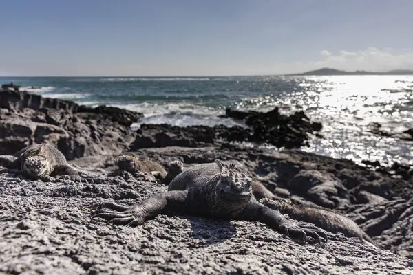 Galapagos Marina Leguan Ändarna Öar Det Ser Som Monster Isabela — Stockfoto
