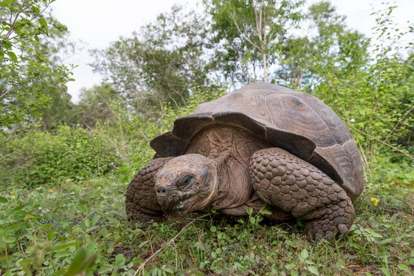 Tortuga Más Grande Del Mundo Galápagos Tortuga Gigante Chelonoidis Niger — Foto de Stock