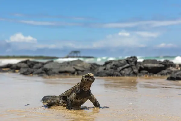 Iguana Marina Galápagos Uno Los Endemitos Las Islas Parece Monstruo —  Fotos de Stock