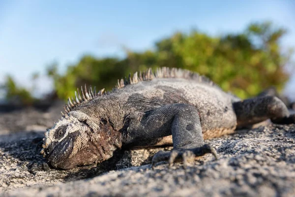 Galapagos Marine Iguana One Endemit Islands Looks Monster Isabela Island — Stock Photo, Image