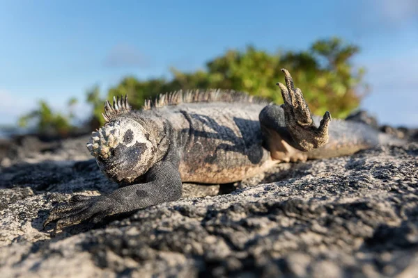 Iguana Marina Galápagos Uno Los Endemitos Las Islas Parece Monstruo — Foto de Stock