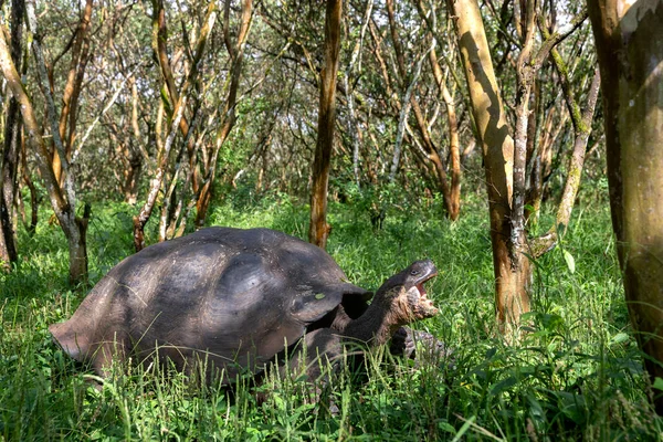 Μεγαλύτερη Χελώνα Στον Κόσμο Τεράστια Χελώνα Γκαλαπάγκος Τσελονοϊδης Νίγκερ Νησιά — Φωτογραφία Αρχείου