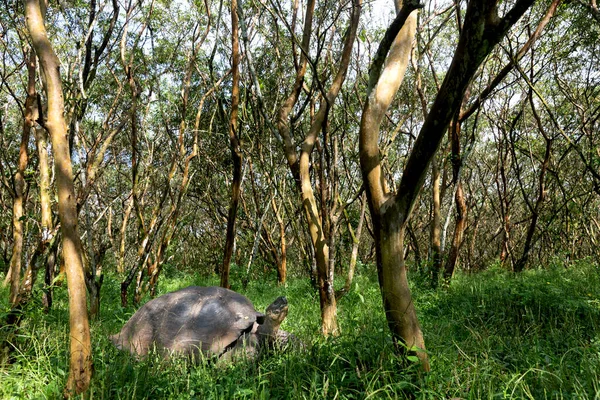 Найбільша Черепаха Світі Галапагоські Гігантські Черепахи Нігер Челоноїди Галапагоські Острови — стокове фото