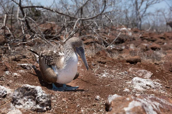 Blue Footed Booby North Seymour Island Galapagos — Stock Photo, Image