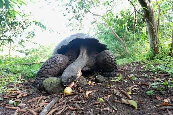 Most Biggest Turtle World Galapagos Giant Tortoise Chelonoidis Niger Galapagos — Stock Photo, Image