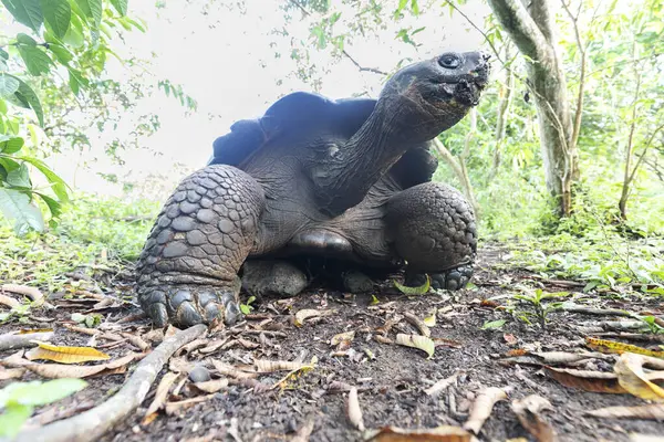 Tortuga Más Grande Del Mundo Galápagos Tortuga Gigante Chelonoidis Niger — Foto de Stock