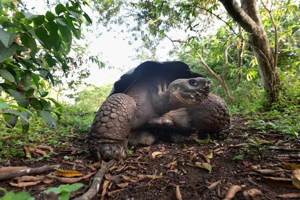 Tortuga Más Grande Del Mundo Galápagos Tortuga Gigante Chelonoidis Niger —  Fotos de Stock