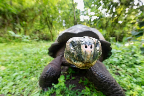 Самая Большая Черепаха Мире Галапагосская Гигантская Черепаха Chelonoidis Niger Галапагосские — стоковое фото
