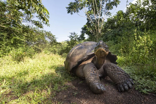 Most Biggest Turtle World Galapagos Giant Tortoise Chelonoidis Niger Galapagos — Stock Photo, Image