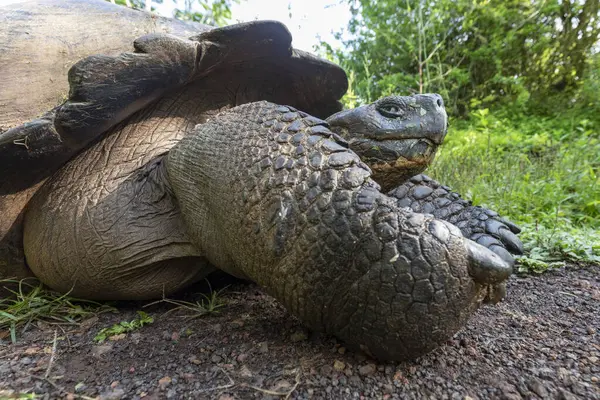 Dünyanın en büyük kaplumbağası. Galapagos dev kaplumbağası, Chelonoidis niger. Galapagos Adaları. Santa Cruz Adası. 