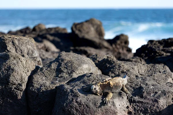 Iguana Marina Galápagos Uno Los Endemitos Las Islas Parece Monstruo — Foto de Stock