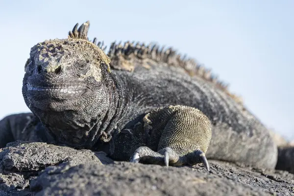 Galapagos Marine Iguana One Endemit Islands Looks Monster Isabela Island — Stock Photo, Image