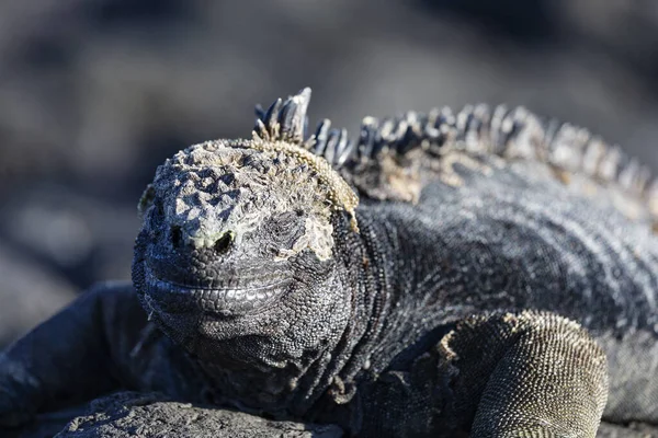 Iguana Marinha Galápagos Dos Endemitos Nas Ilhas Parece Monstro Ilha — Fotografia de Stock