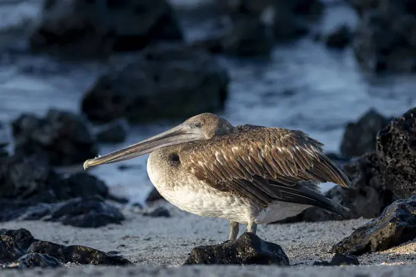 Stock image Brown pelican at the beach of San Cristobal island of Galapagos.