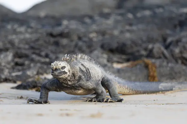 Galapagos Deniz Iguanası Adalardaki Endemitlerden Biri Canavar Gibi Görünüyor Isabela — Stok fotoğraf
