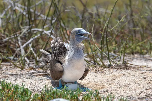 Blue Footed Booby North Seymour Island Galapagos — Stock Photo, Image