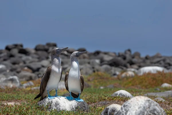 Blaufußtölpel Auf Der Nordseymour Insel Galapagos — Stockfoto