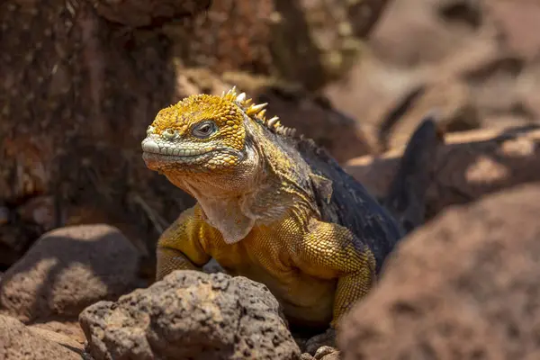 Sarı Galapagos Iguanayı Saymour Adasına Indirdi — Stok fotoğraf