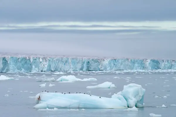Amazing Landscape Glaciers Icebergs Summer Time — Stock Photo, Image