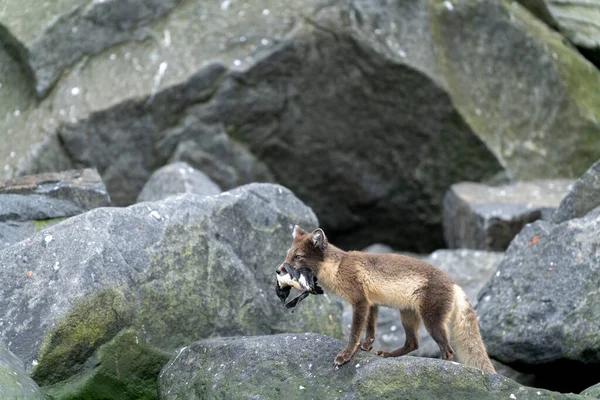 Κυνήγι Πολική Αλεπού Άγρια Ζωή — Φωτογραφία Αρχείου