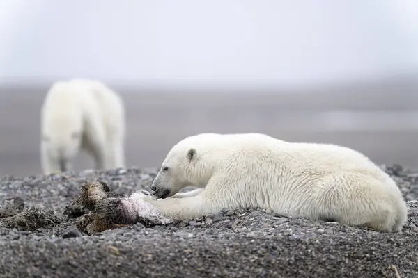 Самотній Білий Ведмідь Літній Час Шпіцбергені — стокове фото