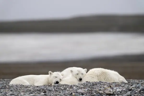 Oso Polar Con Cachorros Verano Svalbard — Foto de Stock