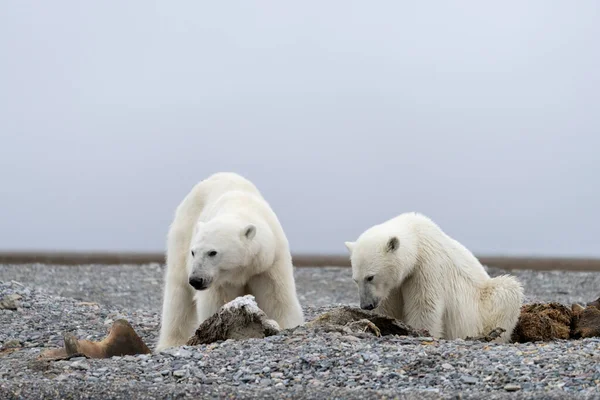 Kutup Ayısı Yaz Mevsiminde Yavrularıyla Svalbard — Stok fotoğraf