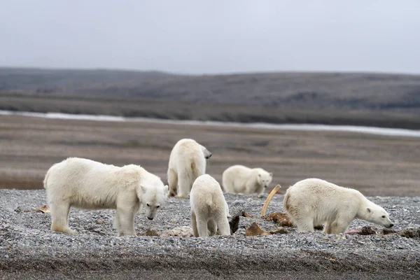 Oso Polar Con Cachorros Verano Svalbard —  Fotos de Stock
